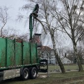 Baumfällarbeiten, Februar 2022