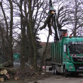 Baumfällarbeiten, Februar 2022