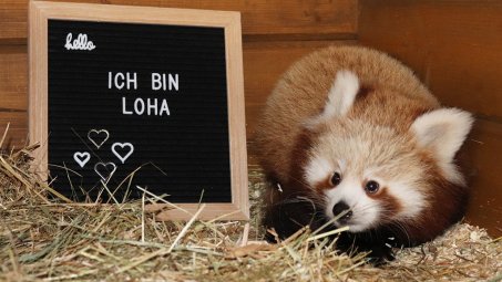 Jury wählt Namen für Unions Paten-Panda
