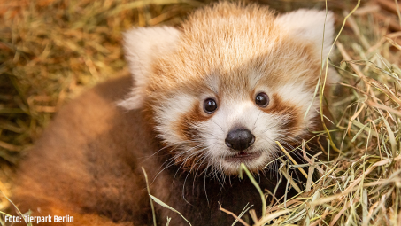 Union übernimmt Patenschaft für roten Panda im Tierpark Berlin
